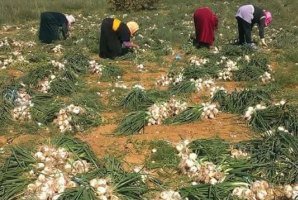 سبر الآراء الخاص بمشروع تشريك المرأة الريفية في إتخاذ القرار